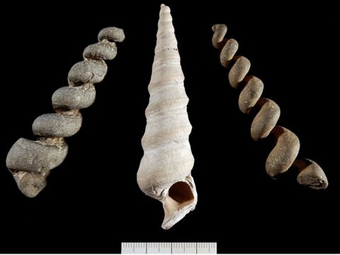 A Fossilised Legacy in Bowers Roach