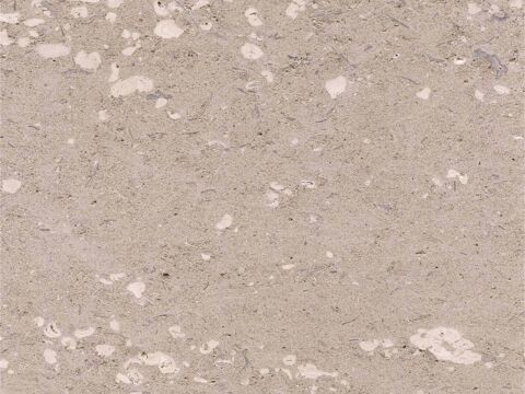 Solenopora: An Ancient Signature Within Portland Stone