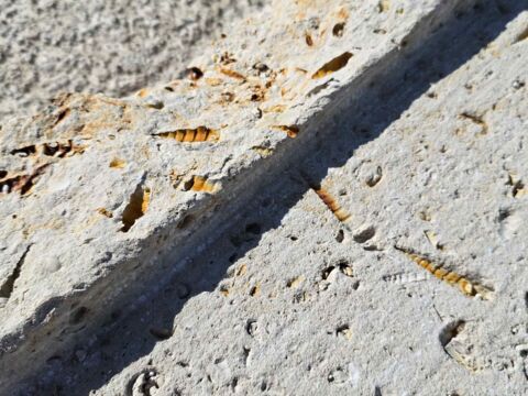 Limonitic Surface Deposits