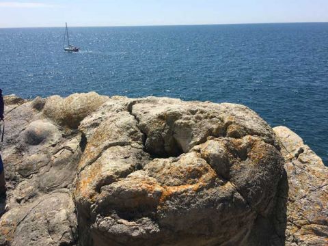 Albion Stone donates fossilised wood