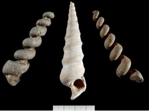 A Fossilised Legacy in Bowers Roach