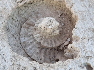 Fossil Treasures Found in Portland Stone Highlight Nature’s Craftsmanship