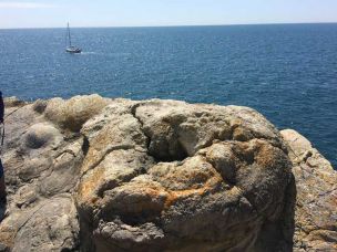 Albion Stone donates fossilised wood